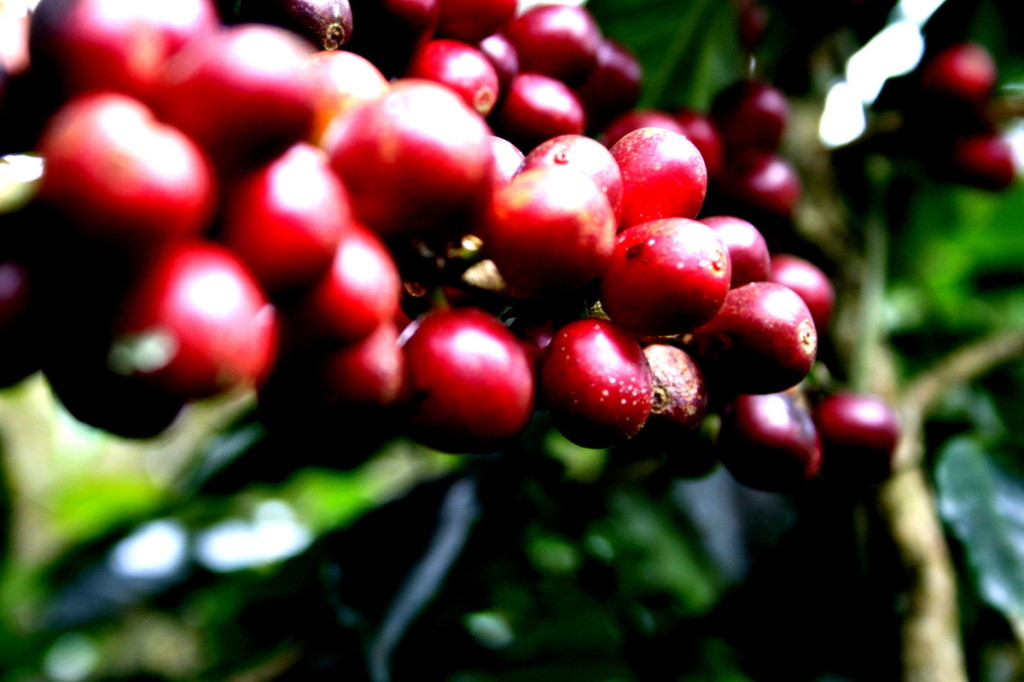Coffee cherries ready for picking